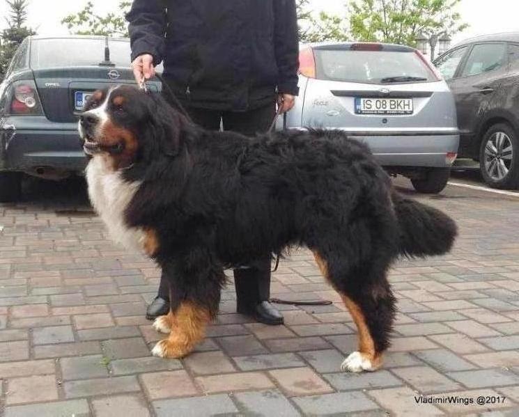 Arnold aka Oscar | Bernese Mountain Dog 