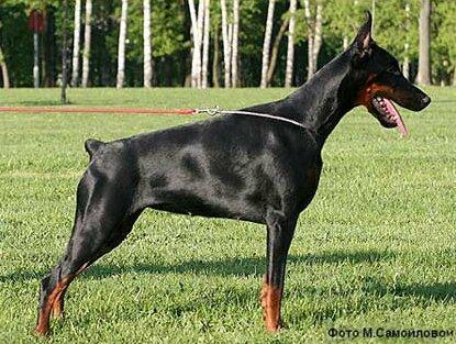 Smart Wood Hills Ultima | Black Doberman Pinscher