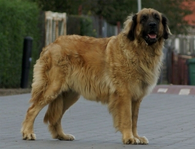 Arima Herbu Lwia Lapa | Leonberger 