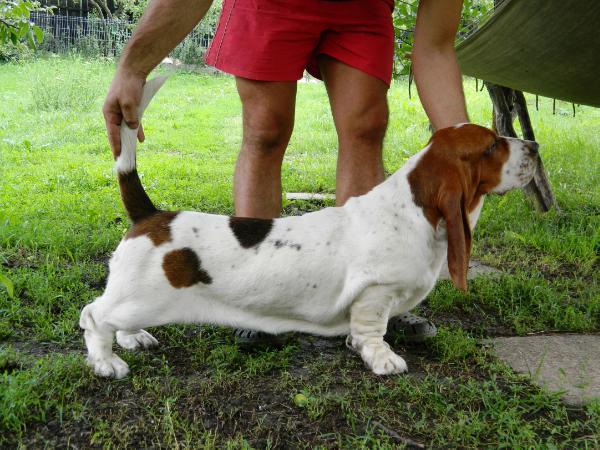 Quantas-Napoca fame | Basset Hound 