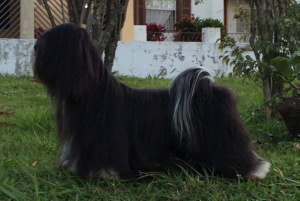 RMoretto Cane Ebony N' Ivory | Lhasa Apso 