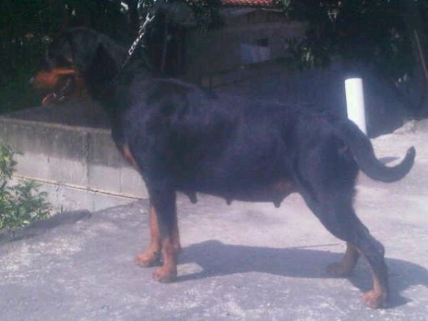 Fanny ranchlara | Rottweiler 