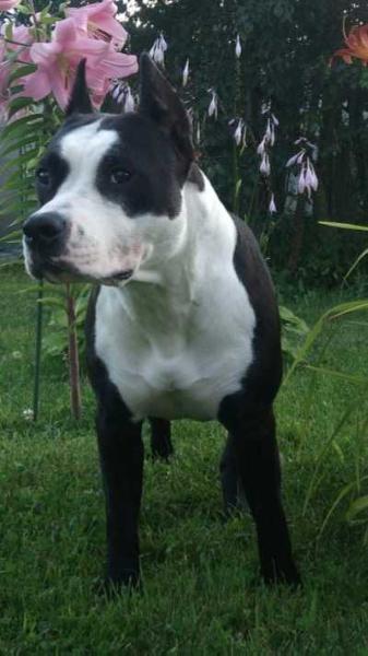 DOMINANTE FORCE EVITA ORANJEY | American Staffordshire Terrier 
