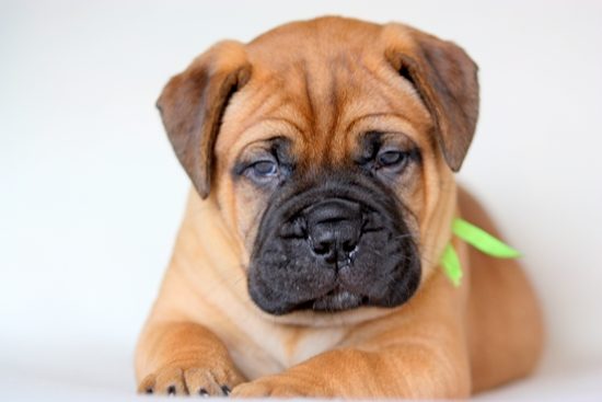 Sweet Neron | Bullmastiff 