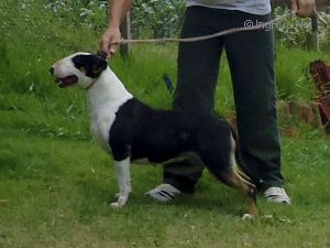 ANABRUM MIKSCHE BULL NAOMI | Bull Terrier 