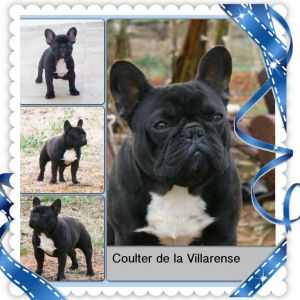 COULTER DE LA VILLARENSE | French Bulldog 