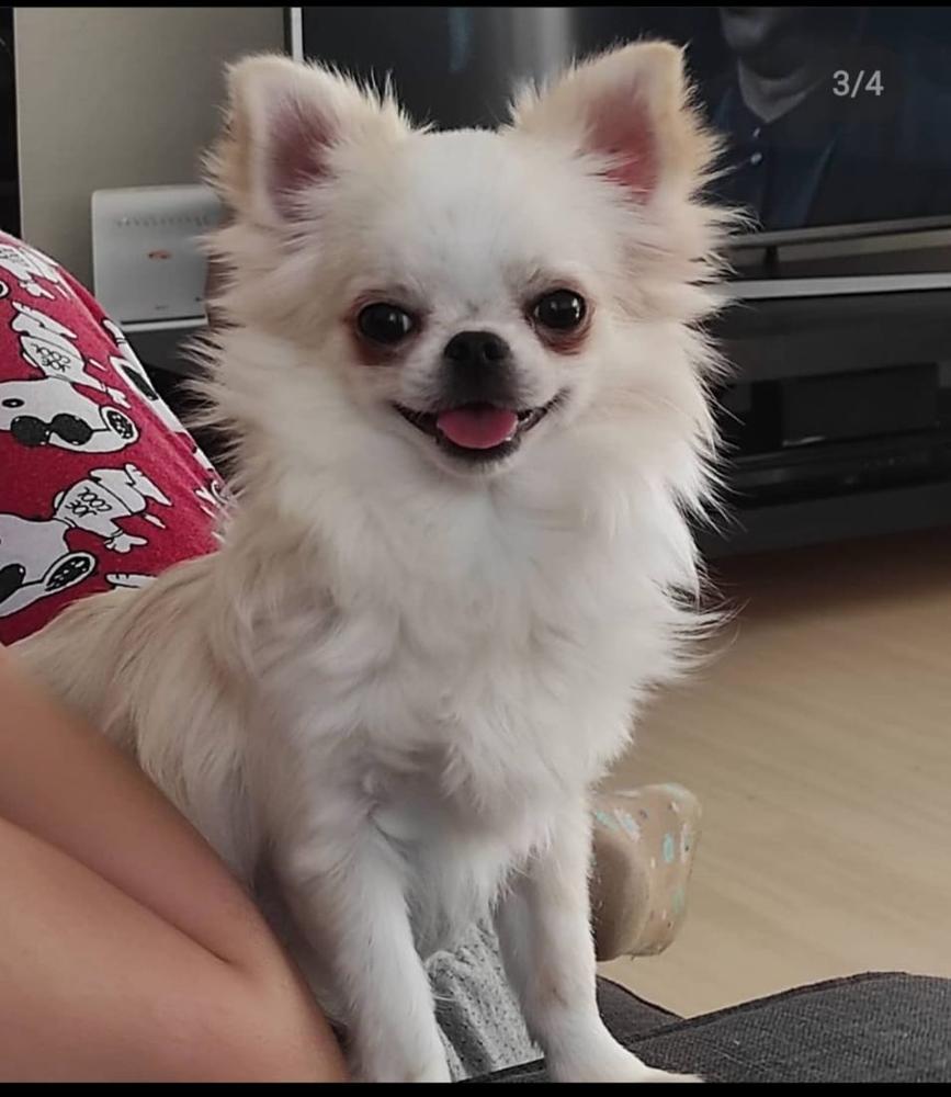 Sid Smyrna Chihuahua | Chihuahua 