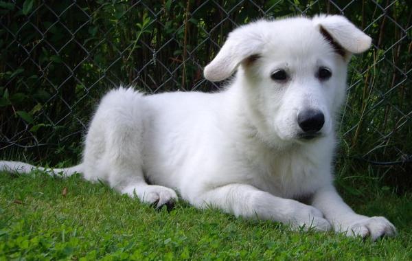 Aiko av White Rewyr | White Swiss Shepherd Dog 