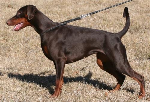Charming Cobra Dobi Royal | Brown Doberman Pinscher