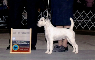 Monterey Mountain Mistique | Parson Russell Terrier 