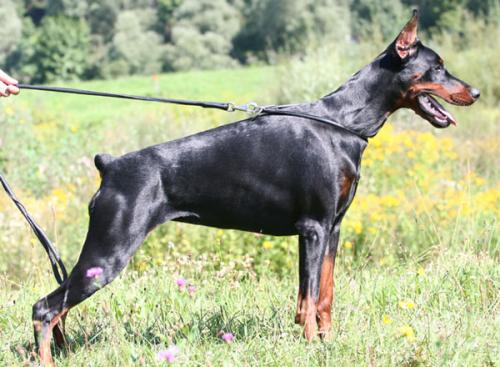 Delightful Dream de Grande Vinko | Black Doberman Pinscher