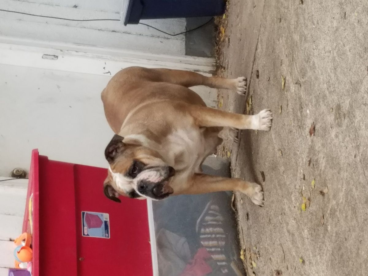 Sasha | Olde English Bulldogge 