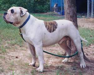 Dailey's Tug O'War | Olde English Bulldogge 