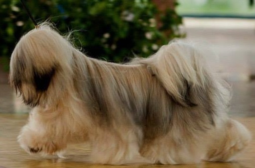 Robert de Niro Lions Amodeo's | Lhasa Apso 