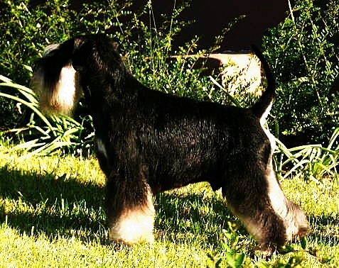 LOUIS v.d. Brunnengarten | Miniature Schnauzer 