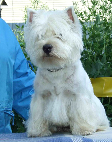 White Glory Irsimos | West Highland White Terrier 