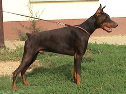 Tahi-Réme Xirius | Black Doberman Pinscher