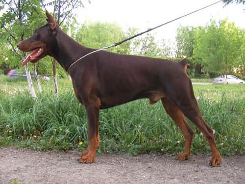 Tahi-Réme Xiber | Brown Doberman Pinscher