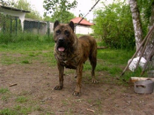 Bonita Medok | Perro de Presa Canario 
