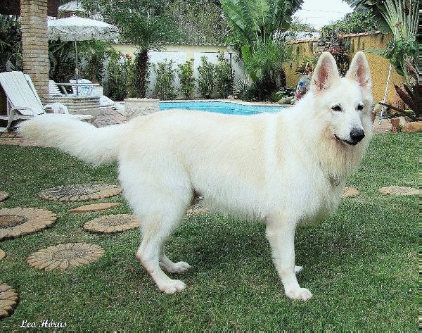 Leo M.B.N.S./L.H.C.S. | White Swiss Shepherd Dog 