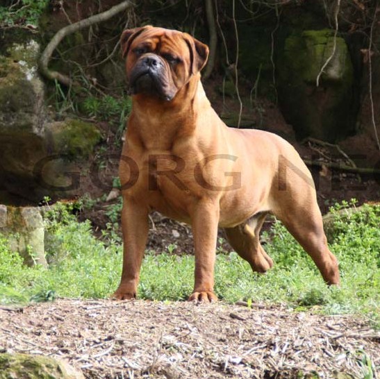 CANAS RONTU THE RED LION | Bullmastiff 