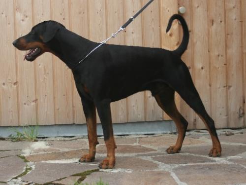 Butzemann v.d. Bruggenern | Black Doberman Pinscher