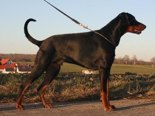 Beelzebub v.d. Bruggenern | Black Doberman Pinscher