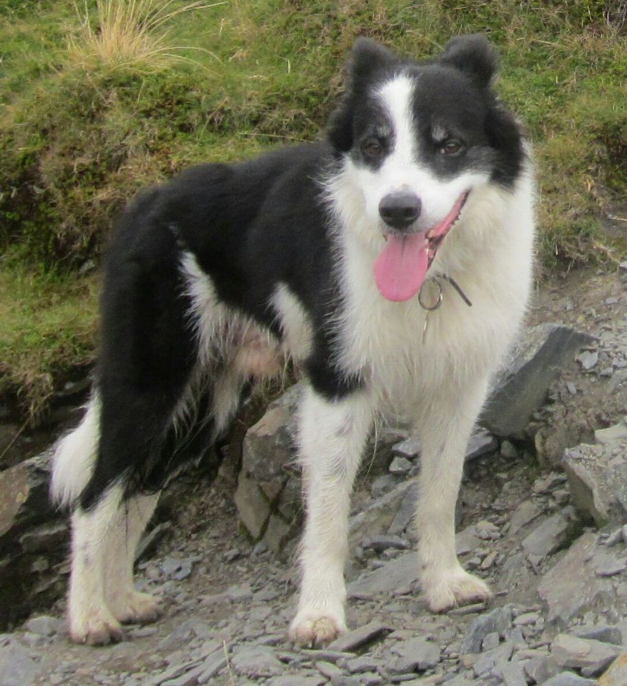 Killiebrae Angus | Border Collie 