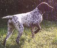 KS Rosine vom Hege Haus | German Shorthaired Pointer 