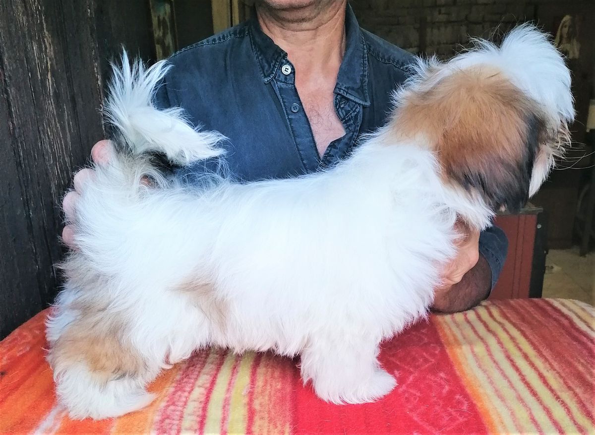 MONCHI DEL RANCH ALBA | Shih Tzu 