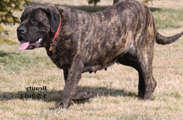 Queen Of Jacobs Lost Empire Beauty | Mastiff 