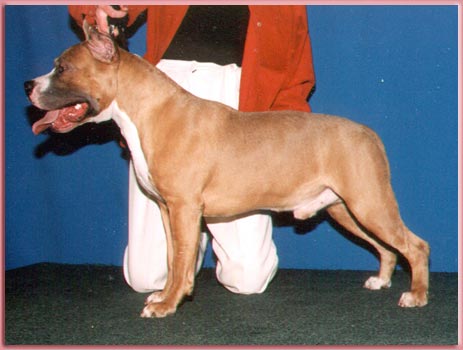 Imperia Staff Vrangler Vita Kenbo | American Staffordshire Terrier 