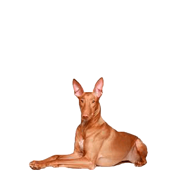 Pharaoh Hound