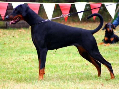 Bavaria v.d. Bruggenern | Black Doberman Pinscher