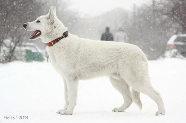 Fieliss Ildigrad | White Swiss Shepherd Dog 