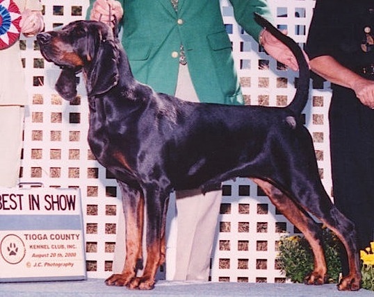 Southchase's Warrior Princess | Black and Tan Coonhound 