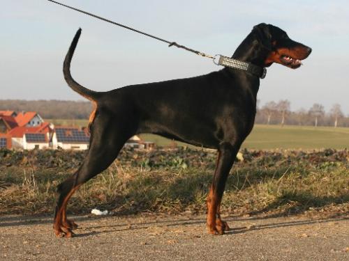 Barbie v.d. Bruggenern | Black Doberman Pinscher