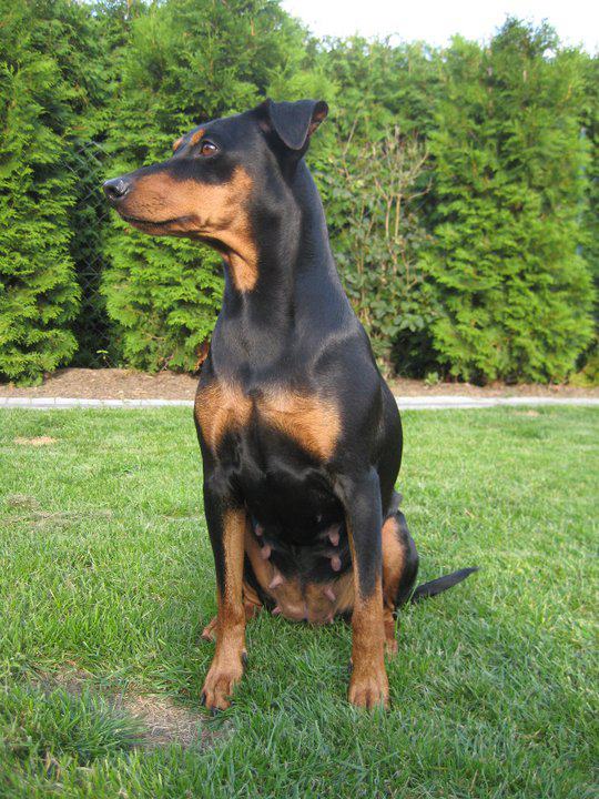 BRANDY vom Heverstrom | German Pinscher 