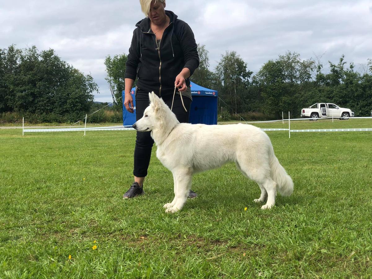 Eihla av White Rewyr | White Swiss Shepherd Dog 