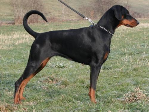 Bellona v.d. Bruggenern | Black Doberman Pinscher