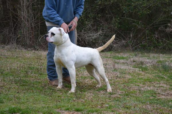 Sugar Tuffy Bou 2 of QMK | American Bulldog 