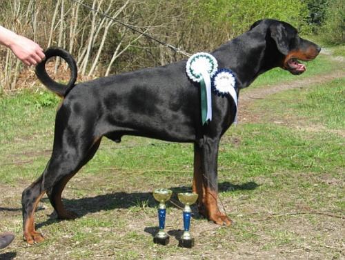 Kriegerhof Urban Legend | Black Doberman Pinscher