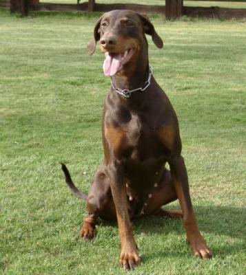 Akhira v. Neuland | Brown Doberman Pinscher