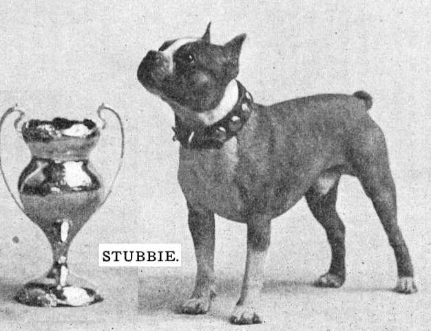 Stubbie | Boston Terrier 