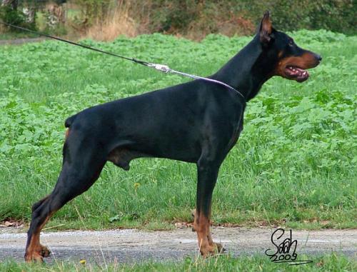 Addi v. Neuland | Black Doberman Pinscher