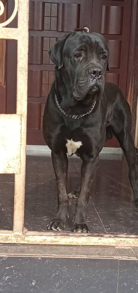 Odin Compagno | Cane Corso 