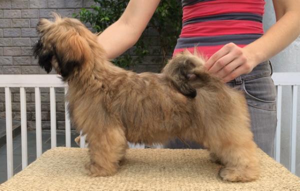 RMoretto Cane Shadow | Lhasa Apso 