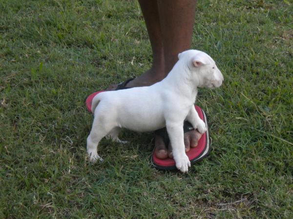 Henzo | Bull Terrier 