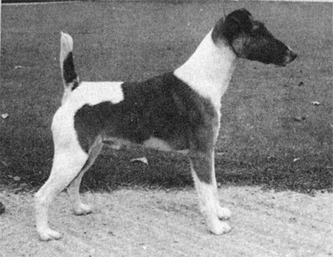 Newmaidley Rudolph | Smooth Fox Terrier 