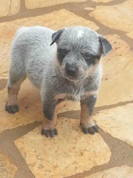 ZORRO BLUE do NVBK HEELER SELIVON | Australian Cattle Dog 